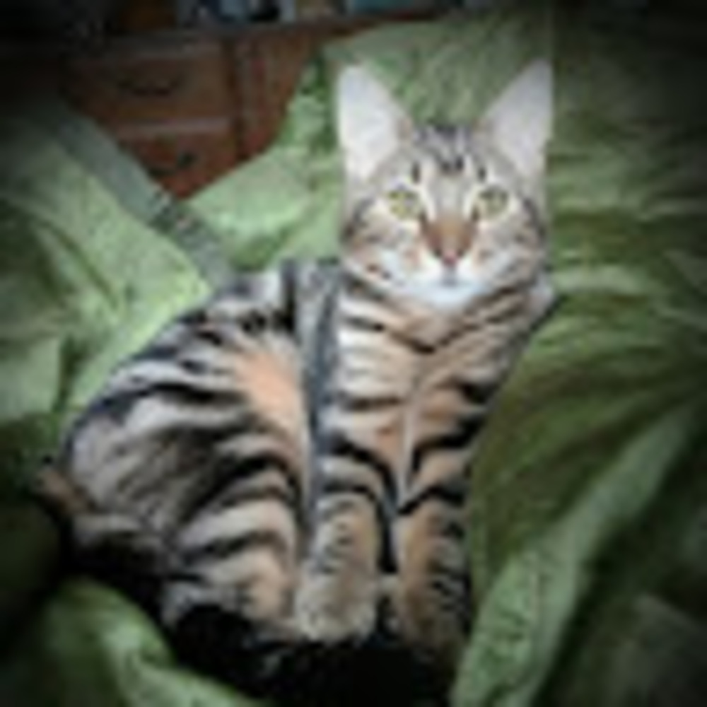 Meet your Posher, Jennifer lee